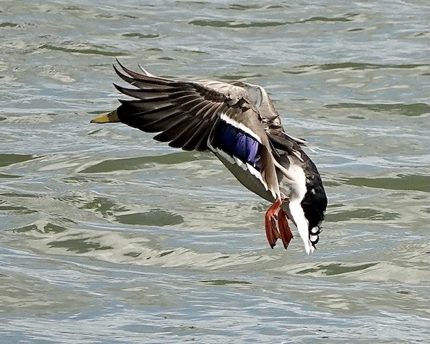 mallard